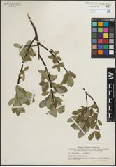 Foto von Salix glauca L. x Salix myrsinites L.